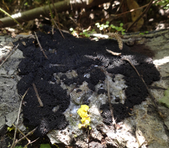 Symphytocarpus cristatus