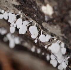 Physalacria australiensis