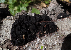 Symphytocarpus cristatus