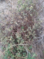 Pimelea declivis