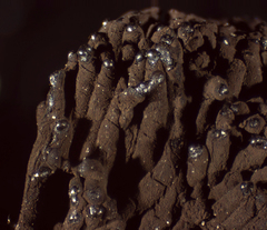 Symphytocarpus cristatus