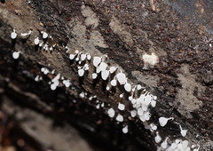 Physalacria australiensis