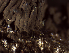 Symphytocarpus cristatus