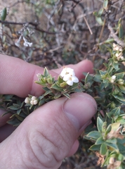 Pimelea declivis