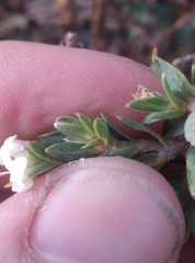 Pimelea declivis