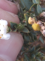 Pimelea declivis