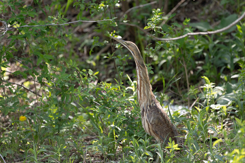 Avetoro lentiginoso (Botaurus lentiginosus)