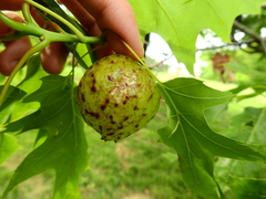 Amphibolips quercusinanis