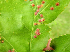 Polystepha