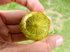 Amphibolips quercusinanis
