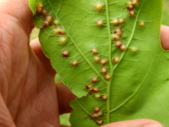 Polystepha