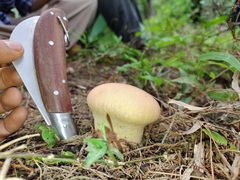 Calvatia