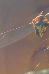 Verrucosa scapofracta