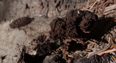 Symphytocarpus flaccidus