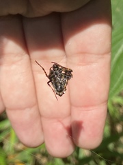 Verrucosa scapofracta