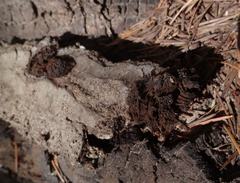 Symphytocarpus flaccidus