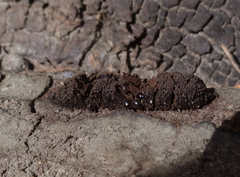 Symphytocarpus flaccidus