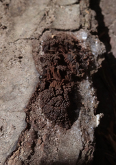 Symphytocarpus flaccidus