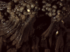 Symphytocarpus flaccidus