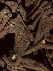 Symphytocarpus flaccidus