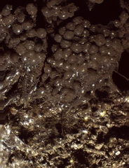 Symphytocarpus flaccidus