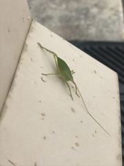 Pterophyllini