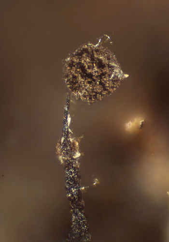 Representative image of Clastoderma