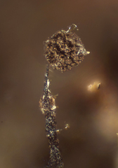 Clastoderma debaryanum