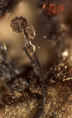 Clastoderma debaryanum