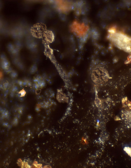 Clastoderma debaryanum