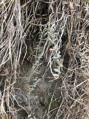 Pellaea ternifolia
