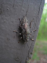 Texania campestris
