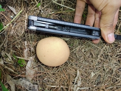 Calvatia