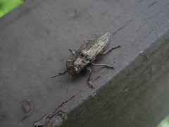 Texania campestris