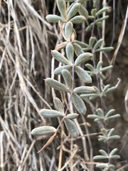 Pellaea ternifolia