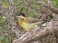 Colaptes melanochloros