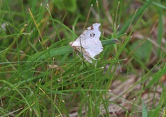 Macaria notata