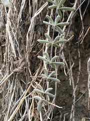 Pellaea ternifolia