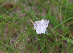 Macaria notata