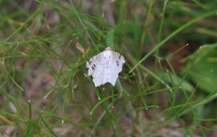 Macaria notata