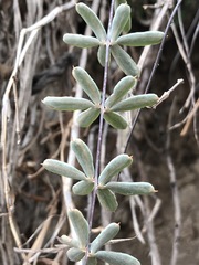 Pellaea ternifolia