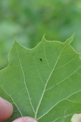 Neochlamisus platani