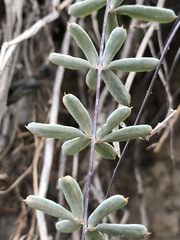 Pellaea ternifolia