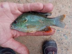 Lepomis megalotis × cyanellus