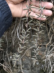 Pellaea ternifolia