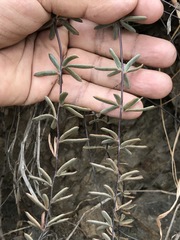Pellaea ternifolia