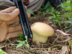 Calvatia