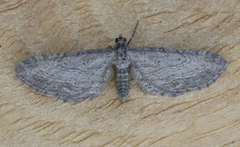 Eupithecia behrensata