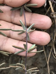Pellaea ternifolia