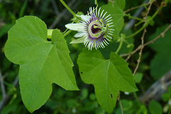 Passiflora morifolia